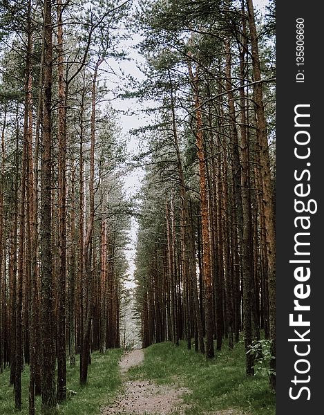 Spruce Fir Forest, Ecosystem, Tree, Forest