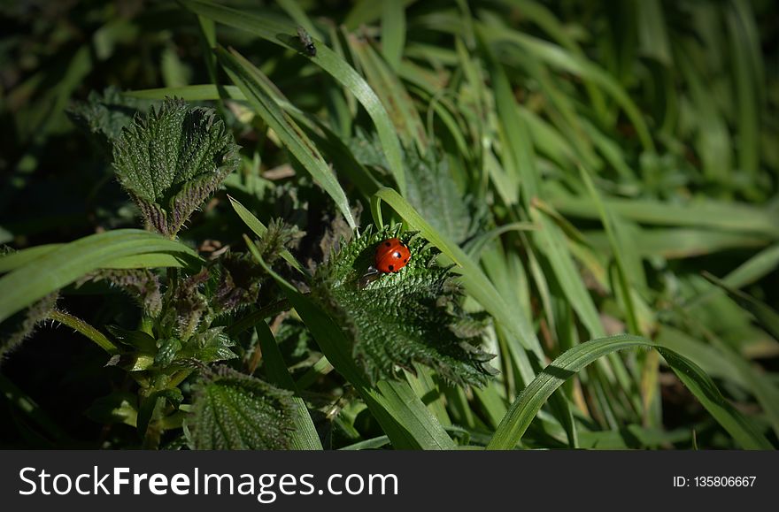 Plant, Vegetation, Flora, Leaf