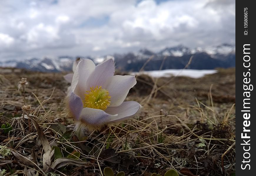 Flower, Plant, Flora, Wildflower