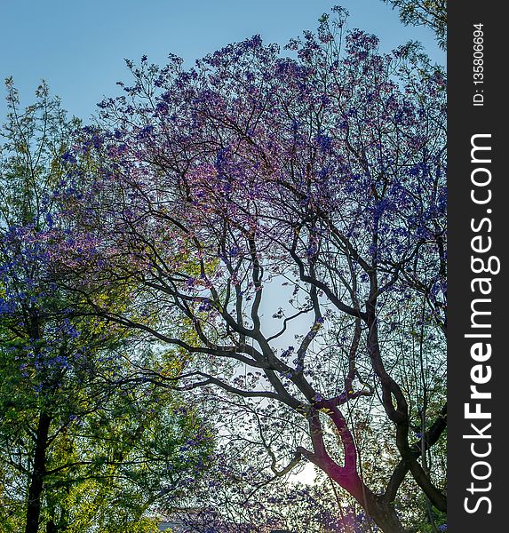 Tree, Nature, Branch, Plant