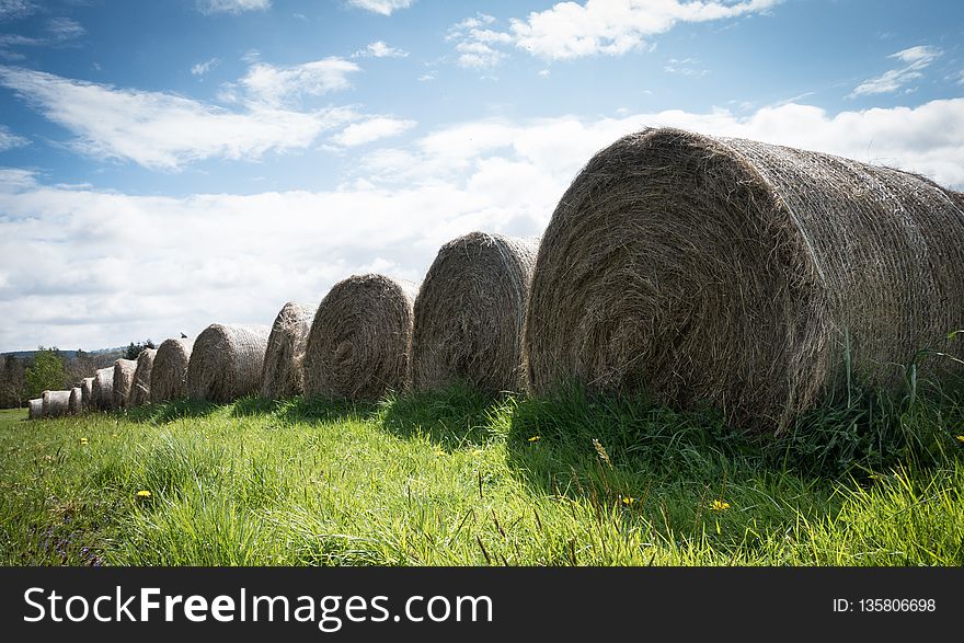 Grass, Grassland, Hay, Sky