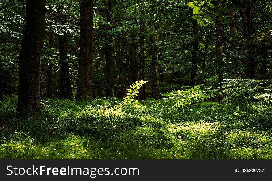 Vegetation, Woodland, Nature, Ecosystem
