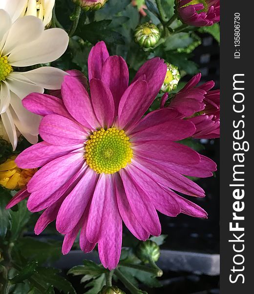 Flower, Plant, Marguerite Daisy, Flowering Plant