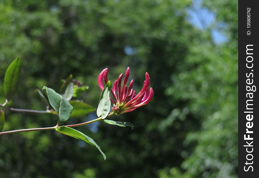 Plant, Flora, Flower, Vegetation