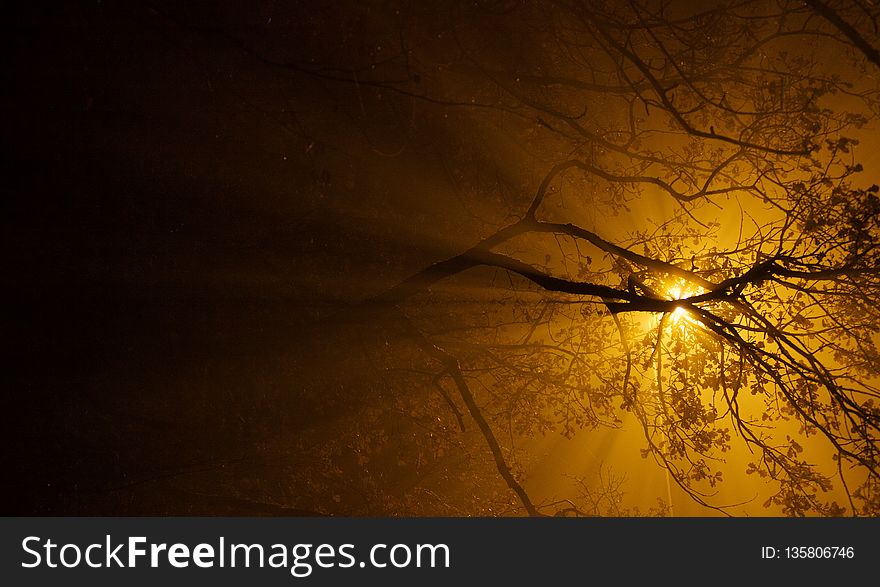 Branch, Light, Atmosphere, Lighting