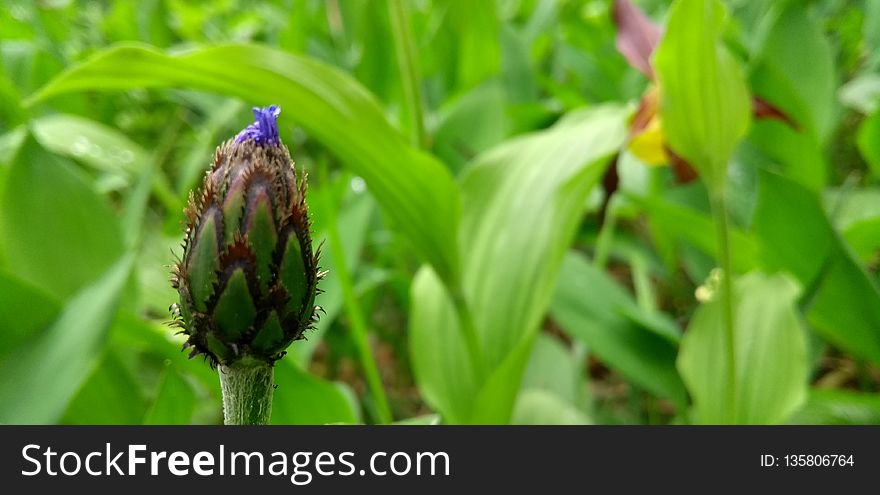 Plant, Vegetation, Flora, Flower