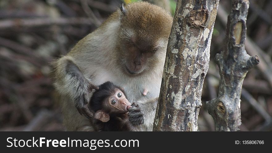 Mammal, Macaque, Fauna, Primate