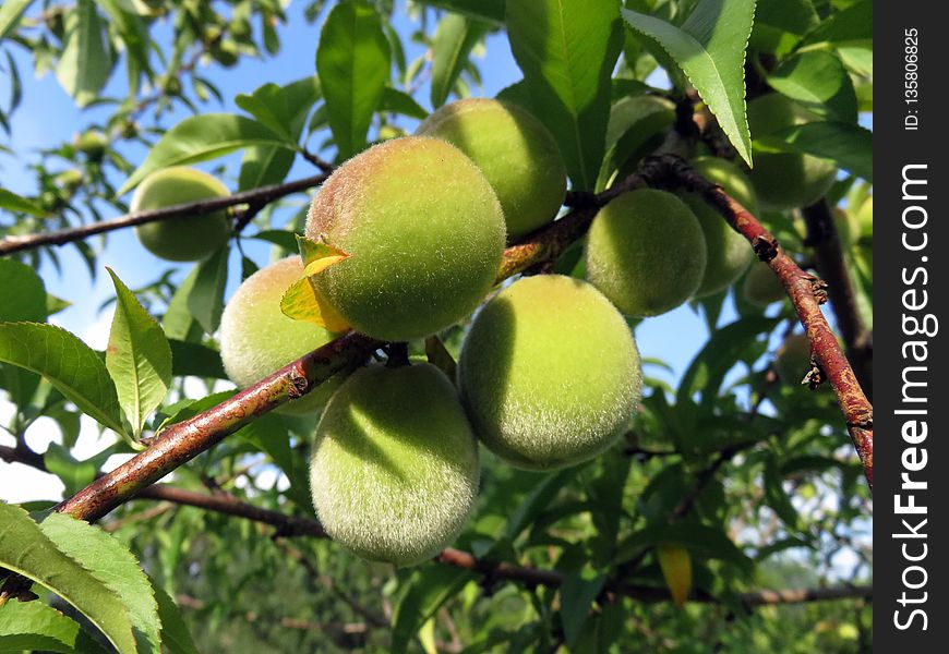 Fruit Tree, Fruit, Peach, Citrus