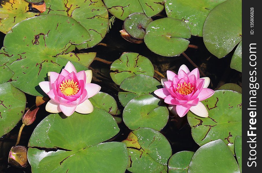 Flower, Plant, Flora, Aquatic Plant