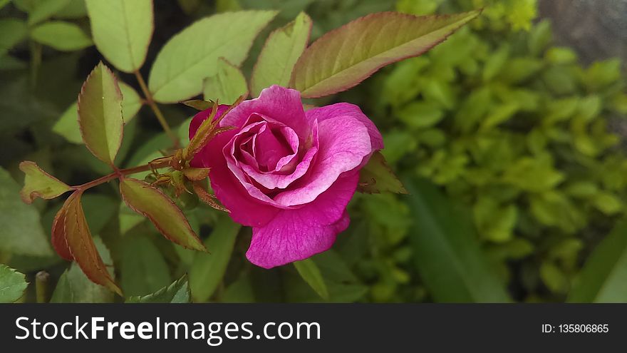 Flower, Plant, Rose Family, Flowering Plant