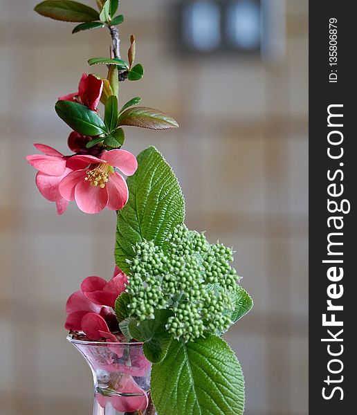 Flower, Plant, Flowerpot, Leaf