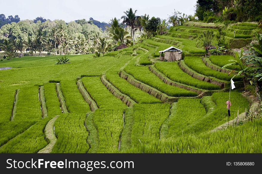 Grassland, Terrace, Vegetation, Agriculture