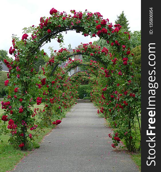 Flower, Garden Roses, Flowering Plant, Rose Family