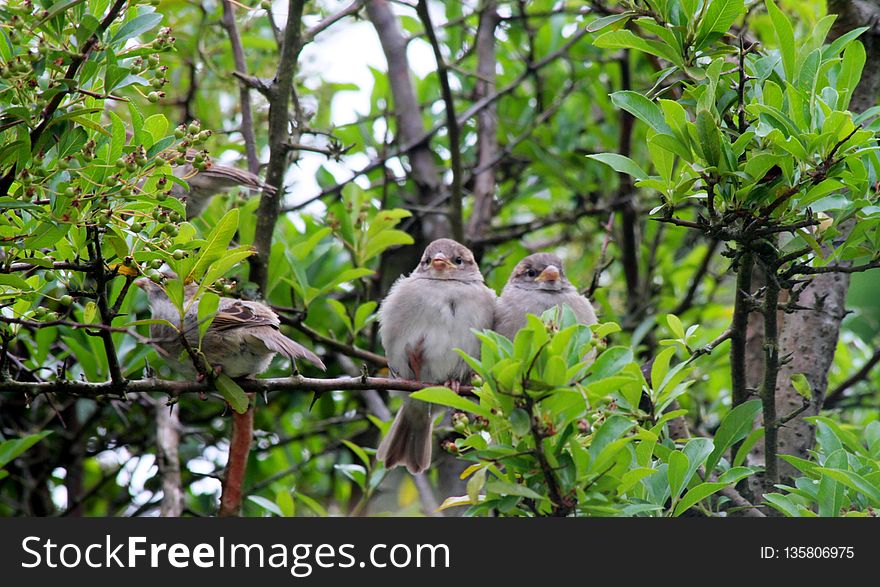 Bird, Fauna, Ecosystem, Beak