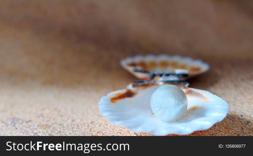 Seashell, Veneroida, Close Up, Clams Oysters Mussels And Scallops