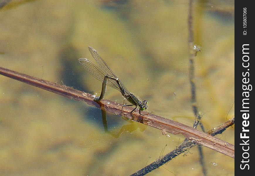 Insect, Damselfly, Fauna, Dragonfly