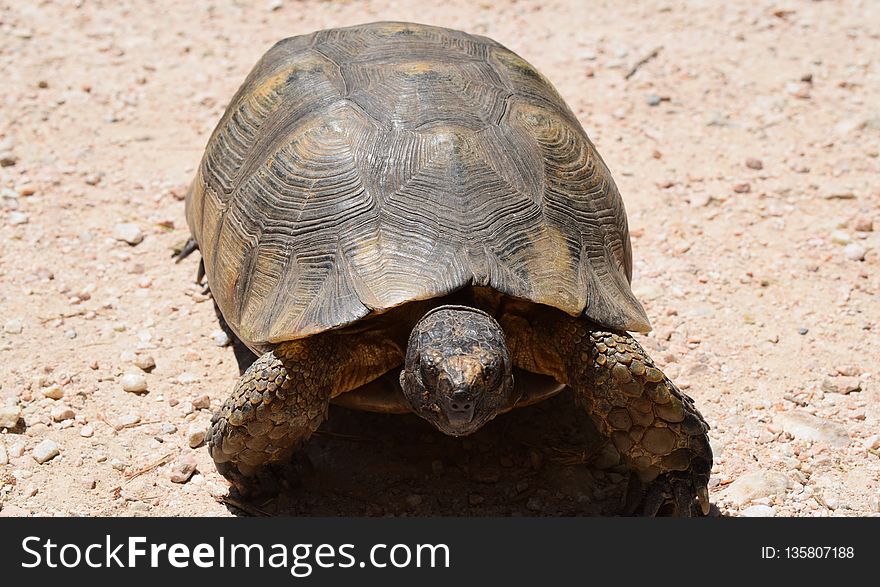Turtle, Tortoise, Emydidae, Terrestrial Animal