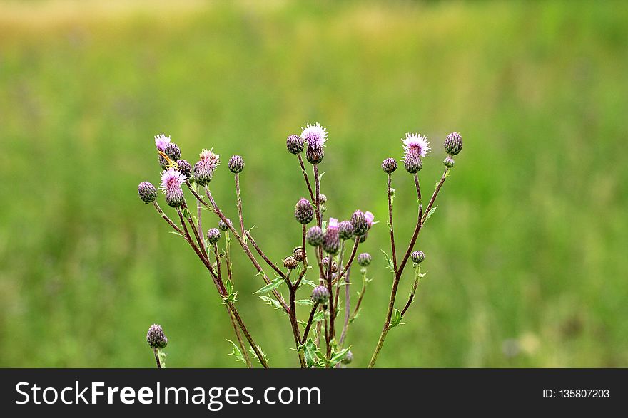 Plant, Flower, Flora, Grass