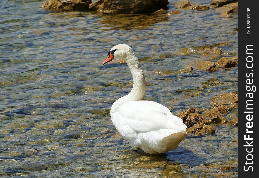 Bird, Swan, Water Bird, Ducks Geese And Swans