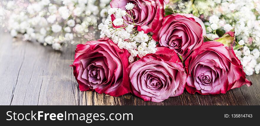 Pink roses on white background