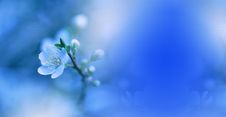 Spring Nature Blossom Web Banner Or Header.Abstract Macro Photo.Artistic Blue Background.Fantasy Design.Colorful Wallpaper. Stock Photography