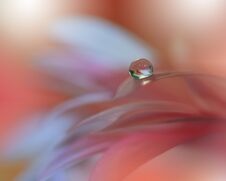 Incredibly Beautiful Nature.Art Photography.Fantasy Design.Creative Background.Amazing Colorful Flowers.Web Banner.Relax. Stock Images Incredibly Beautiful Nature.Art Photography.Fantasy Design.Creative Background.Amazing Colorful Flowers.Web Banner.Relax. Stock Images