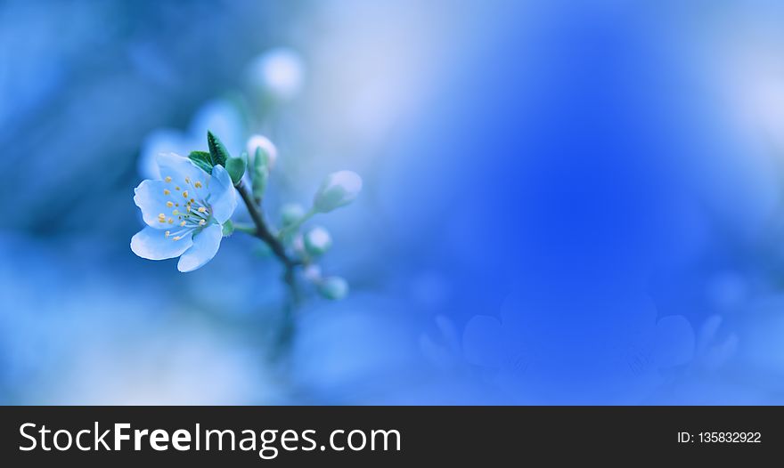 Spring nature blossom web banner or header.Abstract macro photo.Artistic Blue Background.Fantasy design.Colorful Wallpaper.