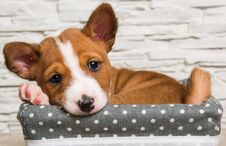 Funny Basenji Puppy Dog In The Basket Stock Photos