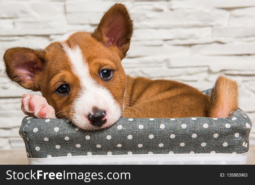 Funny red Basenji puppy dog in the basket, greeting card. Funny red Basenji puppy dog in the basket, greeting card