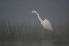 Great Egret In Misty Morning Stock Image