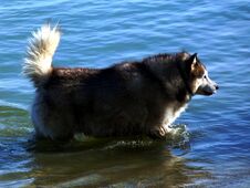 Siberian Husky Dog Bathing In A River On A Bright Summer Day Stock Photography