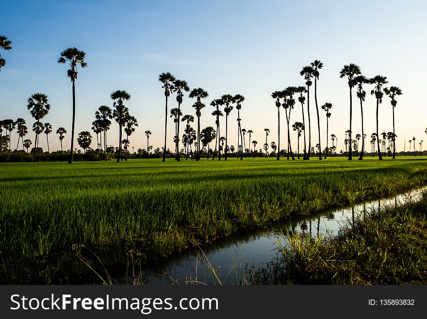Landscape Sugar palm trees and Rice field