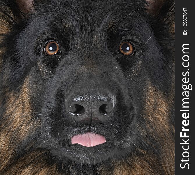 German shepherd in front of white background. German shepherd in front of white background