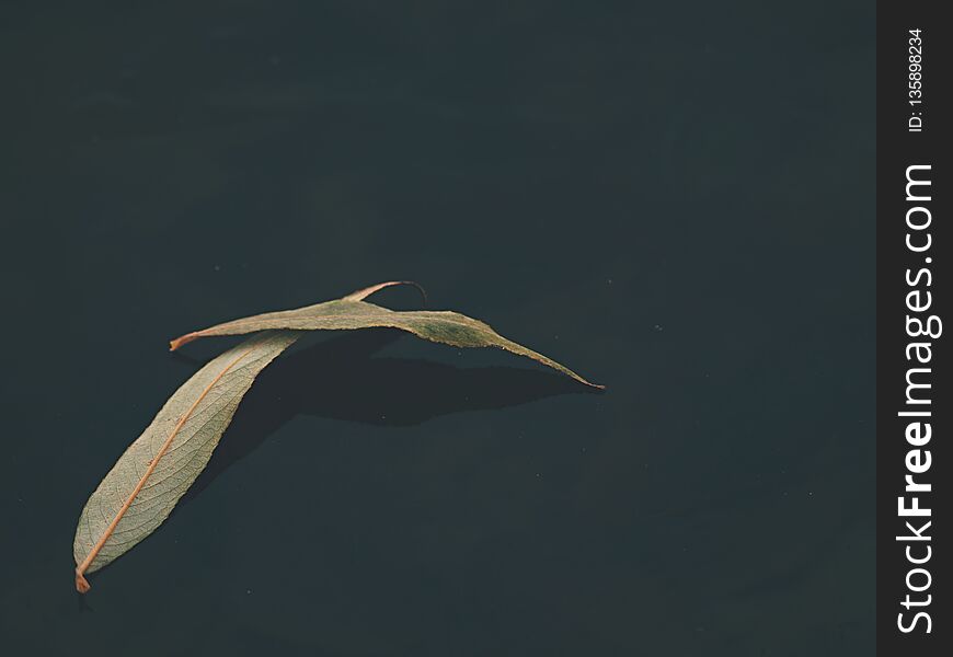 Light yellow willow leaf cruising on lake ice. Dried leaf is on thin dark ice, evening sun reflection