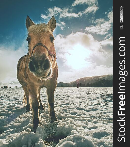 Close view to withe horse feding in snow. Amazing winter morning with farm horses