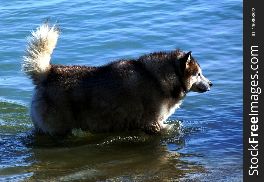 Siberian Husky Dog Bathing In A River On A Bright Summer Day