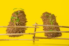 Vegetable Patches Behind A Fence Stock Image Vegetable Patches Behind A Fence Stock Image