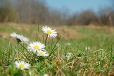 Spring Flowers Royalty Free Stock Photo Spring Flowers Royalty Free Stock Photo