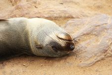 Brown Fur Seal (Arctocephalus Pusillus) Stock Images