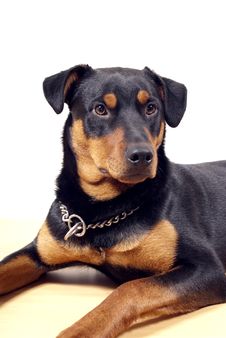 Cute Rottweiler Pincher Royalty Free Stock Photography Cute Rottweiler Pincher Royalty Free Stock Photography