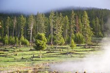 Forest Framed In Steam And Mist Stock Image Forest Framed In Steam And Mist Stock Image