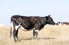 Cow On Meadow Royalty Free Stock Images