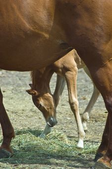 Mare And Foal Stock Images Mare And Foal Stock Images