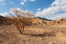 Desert Landscape With Dry Acacia Tree Stock Photography Desert Landscape With Dry Acacia Tree Stock Photography
