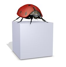 3d Lady Bug Standing On A Blank Box Stock Photo