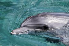 Dolphin Stock Image