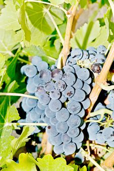 Bunch Of Grapes Royalty Free Stock Images