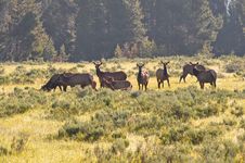 Yellowstone S Elk Royalty Free Stock Images