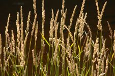 Background Of Wild River Grass Royalty Free Stock Photography Background Of Wild River Grass Royalty Free Stock Photography