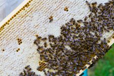 Working Bees On Honeycells. Stock Photo Working Bees On Honeycells. Stock Photo